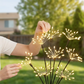 🏆REDUCERE DE 50% ÎN ULTIMA ZI DE VÂNZARE!!Lămpi solare de grădină în formă de artificii, cu țepușă